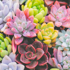 #tohokuru（トホクル）リニューアルいたしました！２月１日開始！