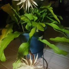 月下美人が素敵です