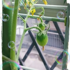 急にプチトマト