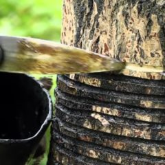 伝統工芸津軽塗の歴史　その②　工程編