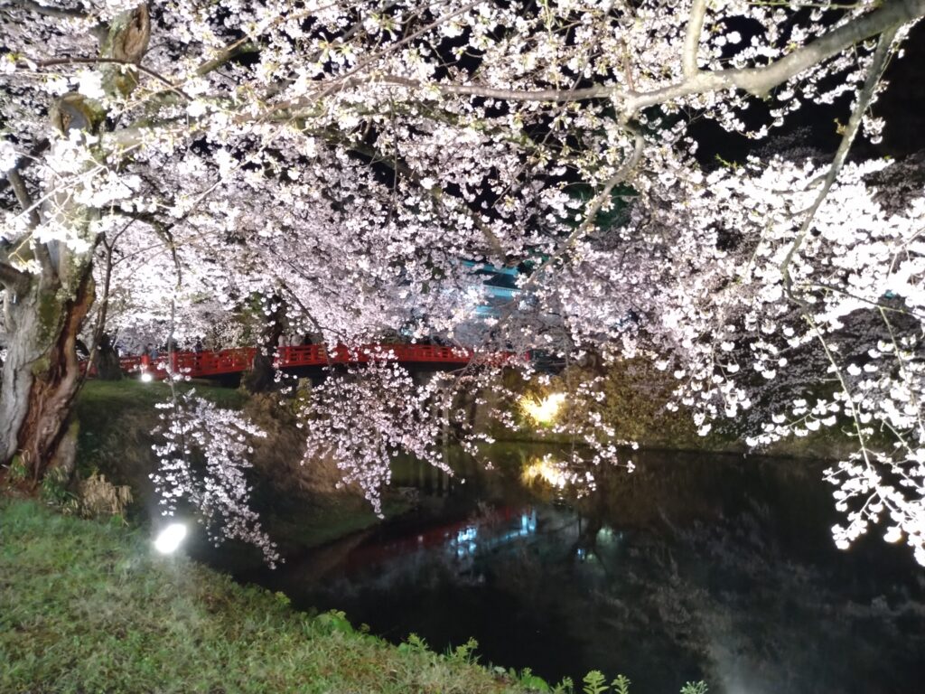 夜桜