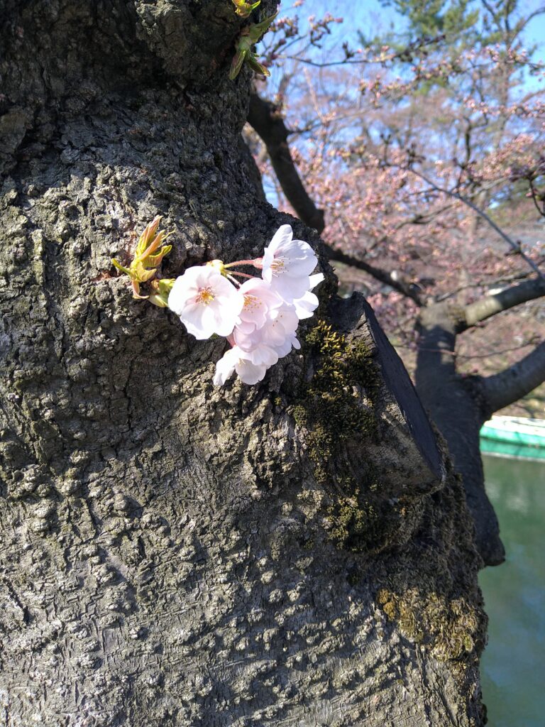 桜2