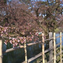 弘前さくらまつり2021出店いたします！part1