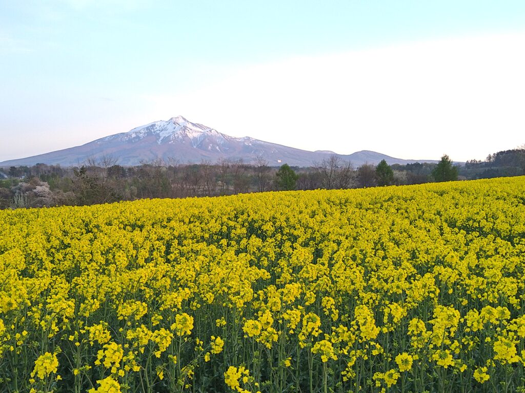 菜の花畑と岩木山1