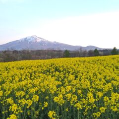菜の花畑とななこ塗