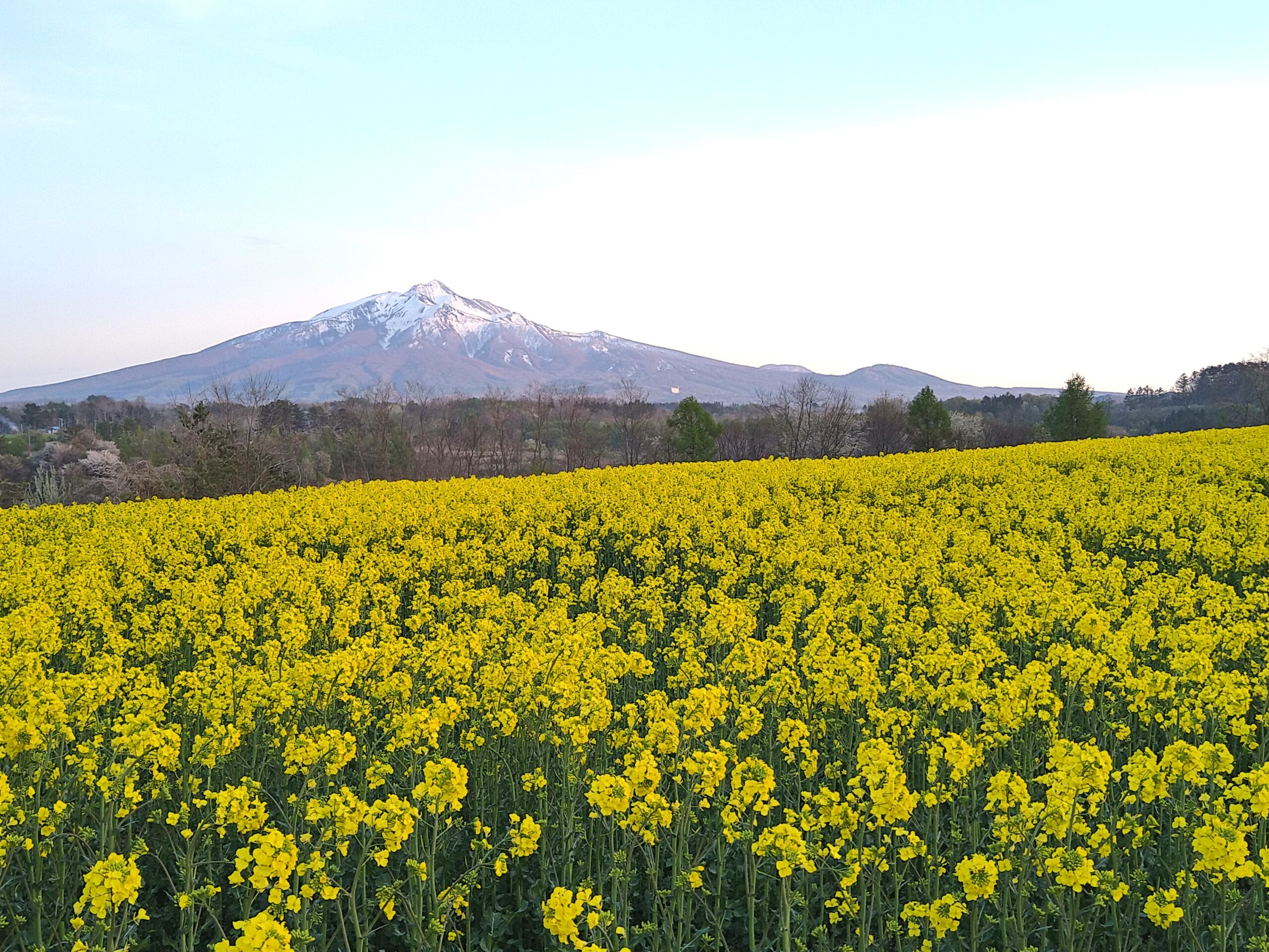菜の花畑とななこ塗 | 津軽塗の販売店・通信販売｜有限会社イシオカ工芸