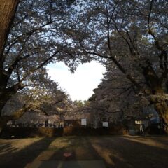 弘前さくらまつり2022　今年も最高です！