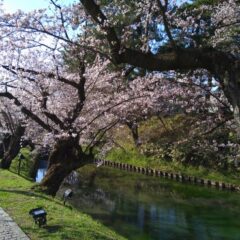 弘前さくらまつり2023　ギャラリーイシオカ出店します！